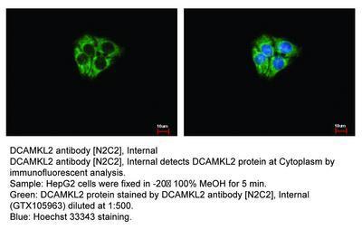 DCAMKL2 antibody [N2C2], Internal, GeneTex