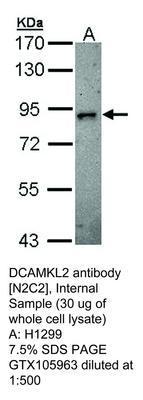 DCAMKL2 antibody [N2C2], Internal, GeneTex