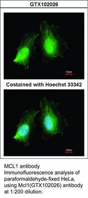 MCL1 antibody, GeneTex