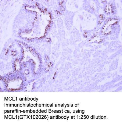 MCL1 antibody, GeneTex