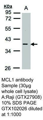 MCL1 antibody, GeneTex