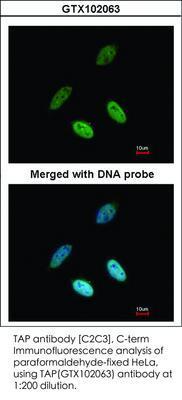 TAP antibody [C2C3], C-term, GeneTex