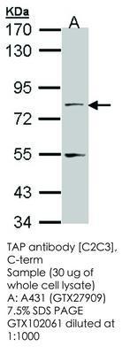 TAP antibody [C2C3], C-term, GeneTex