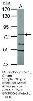 TAP antibody [C2C3], C-term, GeneTex