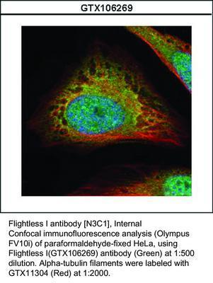 Flightless I antibody [N3C1], Internal, GeneTex