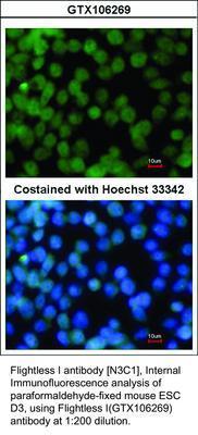 Flightless I antibody [N3C1], Internal, GeneTex