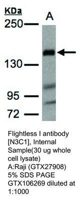 Flightless I antibody [N3C1], Internal, GeneTex