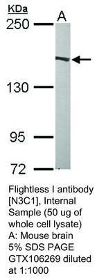 Flightless I antibody [N3C1], Internal, GeneTex