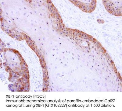 XBP1 antibody [N3C3], GeneTex