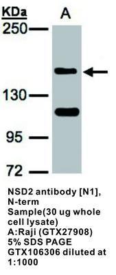 NSD2 antibody [N1], N-term, GeneTex