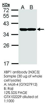 XBP1 antibody [N3C3], GeneTex