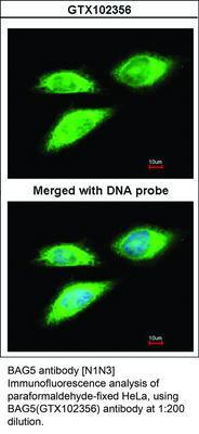 BAG5 antibody [N1N3], GeneTex