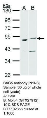 BAG5 antibody [N1N3], GeneTex