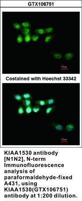 KIAA1530 antibody [N1N2], N-term, GeneTex