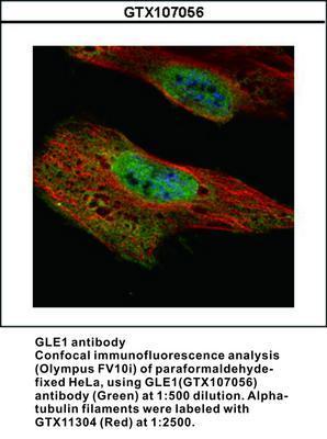 GLE1 antibody, GeneTex