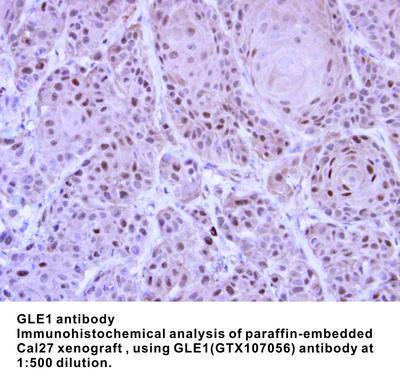 GLE1 antibody, GeneTex