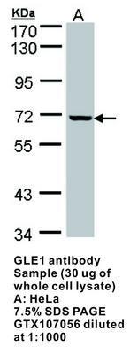 GLE1 antibody, GeneTex