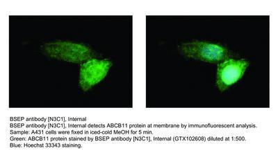 BSEP antibody [N3C1], Internal, GeneTex