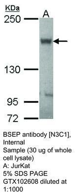 BSEP antibody [N3C1], Internal, GeneTex