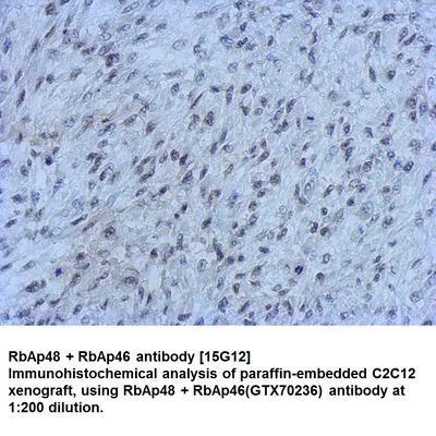 RbAp48 + RbAp46 antibody [15G12], GeneTex