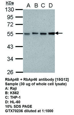 RbAp48 + RbAp46 antibody [15G12], GeneTex