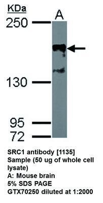 SRC1 antibody [1135], GeneTex