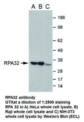 RPA32 antibody - 100µl, GeneTex