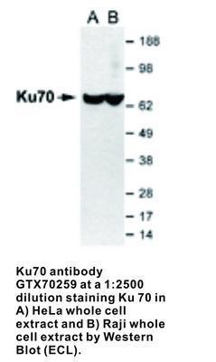 Ku70 antibody - Rabbit Polyclonal - WB - 100µl, GeneTex