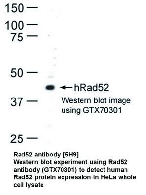 Rad52 antibody [5H9], GeneTex