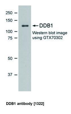 DDB1 antibody [1322], GeneTex