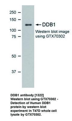 DDB1 antibody [1322], GeneTex