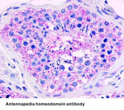 Antennapedia homeodomain antibody, GeneTex