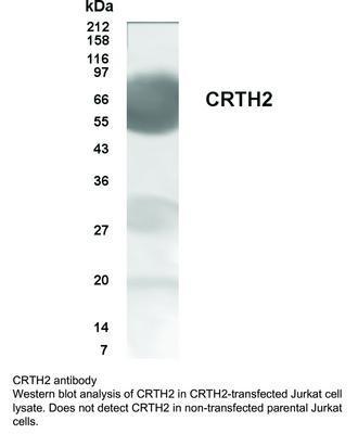 CRTH2 antibody, GeneTex