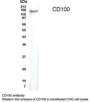 CD100 antibody, GeneTex