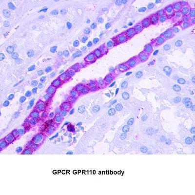 GPCR GPR110 antibody, GeneTex