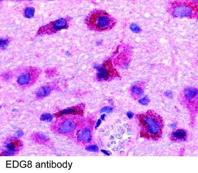 EDG8 antibody, GeneTex