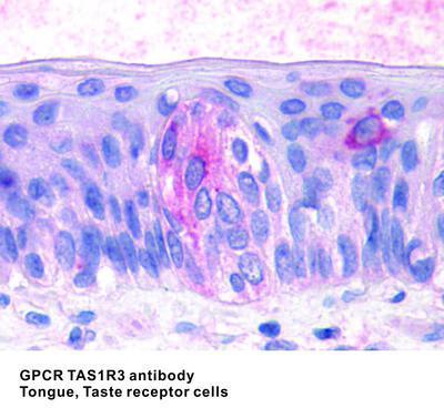 GPCR TAS1R3 antibody (N-Terminus), GeneTex