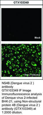 NS4B (Dengue virus 2 ) antibody, GeneTex