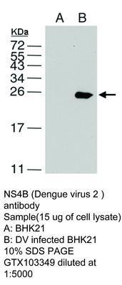 NS4B (Dengue virus 2 ) antibody, GeneTex