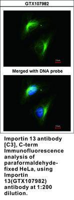 Importin 13 antibody [C3], C-term, GeneTex