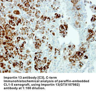 Importin 13 antibody [C3], C-term, GeneTex