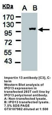 Importin 13 antibody [C3], C-term, GeneTex