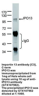 Importin 13 antibody [C3], C-term, GeneTex