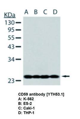 CD59 antibody [YTH53.1], GeneTex