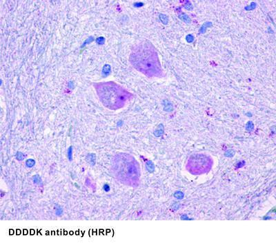 DDDDK antibody (HRP) - Rabbit Polyclonal, GeneTex