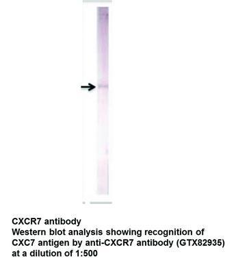 CXCR7 antibody, GeneTex