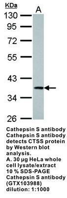 Cathepsin S antibody, GeneTex