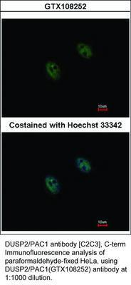 DUSP2/PAC1 antibody [C2C3], C-term, GeneTex