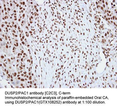 DUSP2/PAC1 antibody [C2C3], C-term, GeneTex