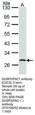 DUSP2/PAC1 antibody [C2C3], C-term, GeneTex